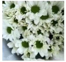 Sprayed Chrysanthemum- Natural White