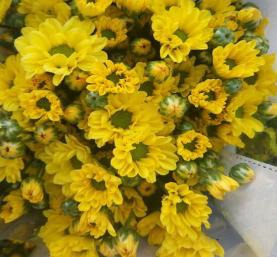 Sprayed Chrysanthemum Natural Yellow