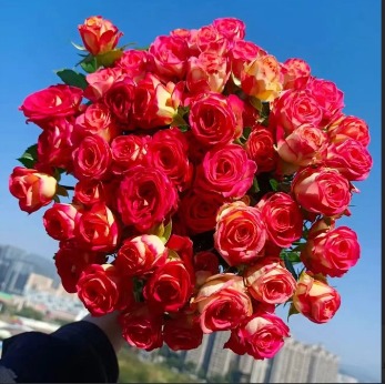 Spray Rose Alice