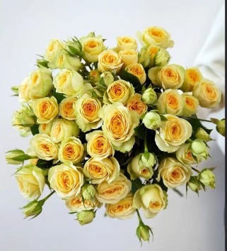 Spray Rose Avacoda
