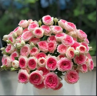 Spray Rose Night Magic