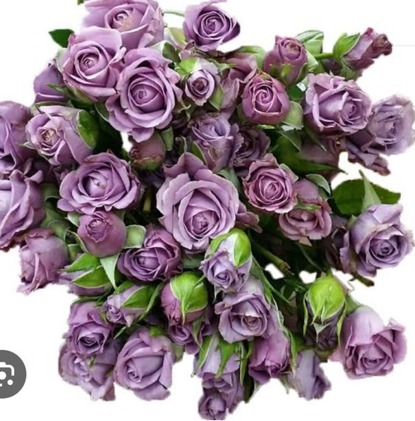 Spray Rose Purple