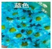 Stained Sprayed Chrysanthemum-Color Blue