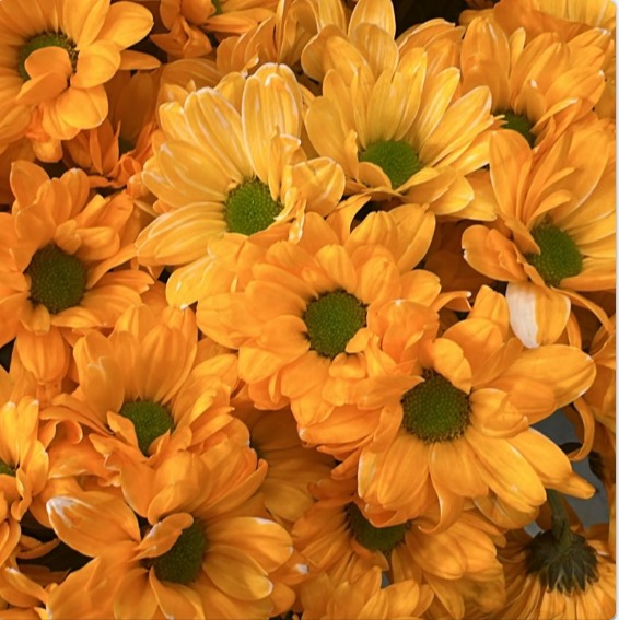 Stained Sprayed Chrysanthemum-Color Orange