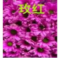 Stained Sprayed chrysanthemum - Color pink