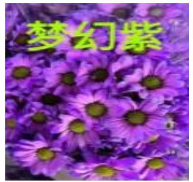 Stained Sprayed Chrysanthemum-Color Purple