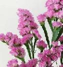Statice-Pink