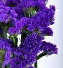Statice-Purple