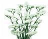 Statice-White