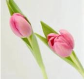 Tulip-Pink