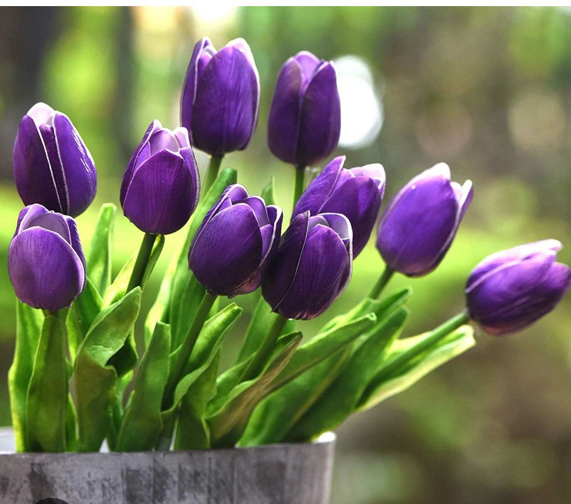 Tulip-Purple