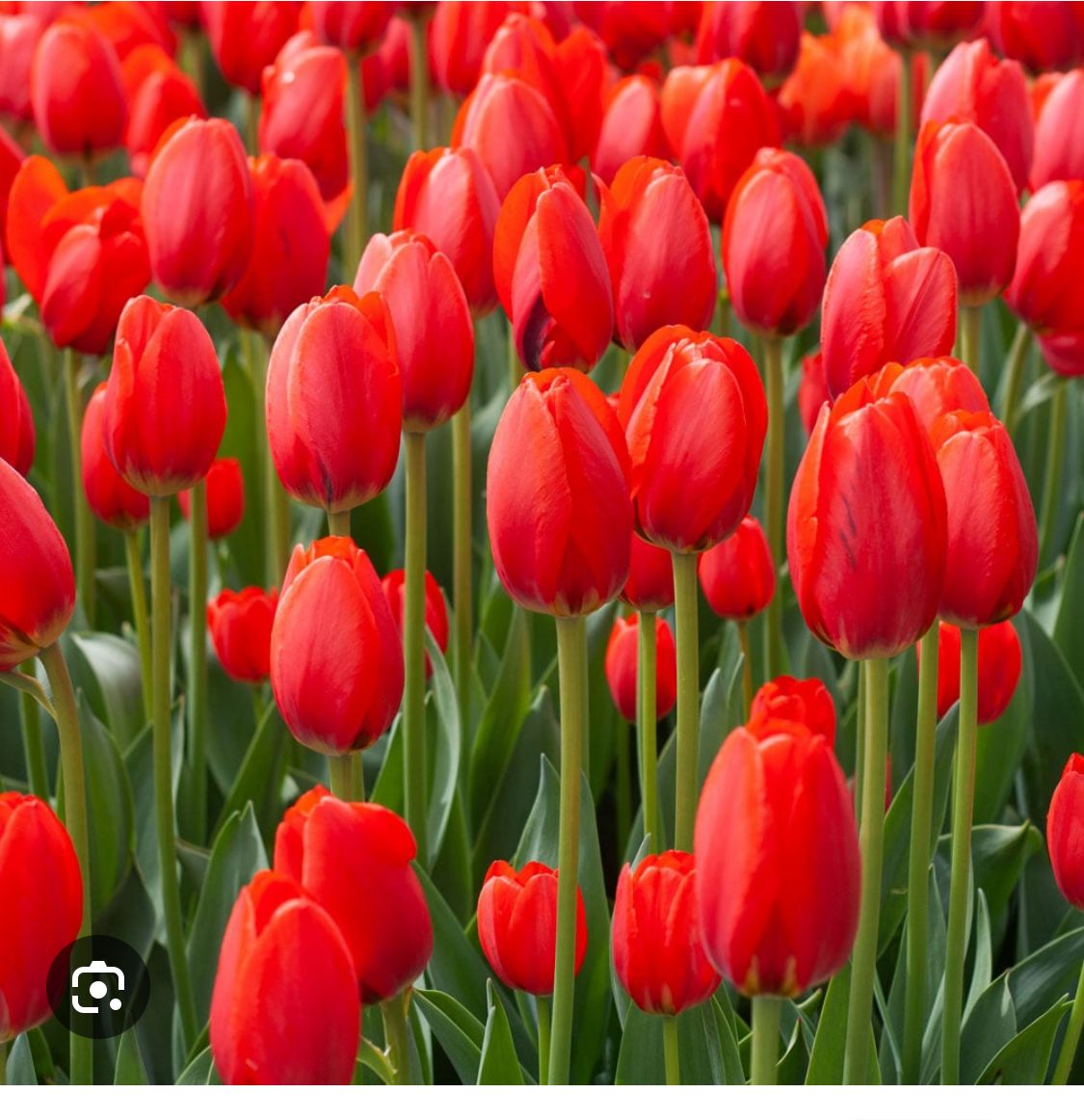 Tulip-Red