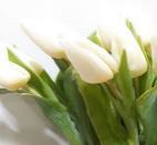 Tulip-White