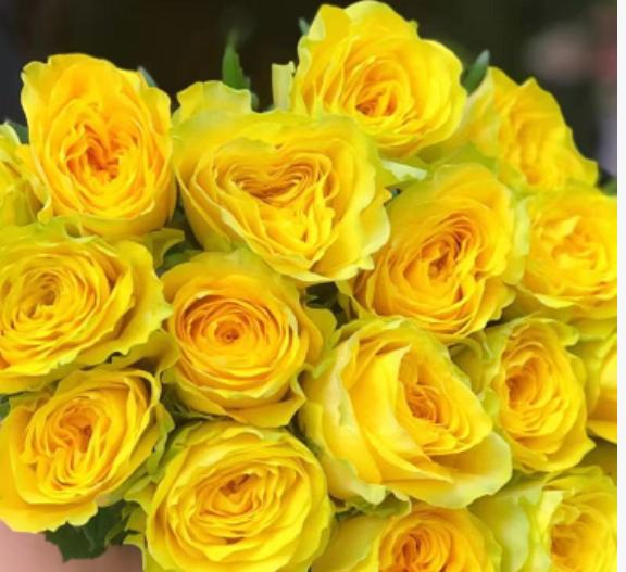 Yellow roses